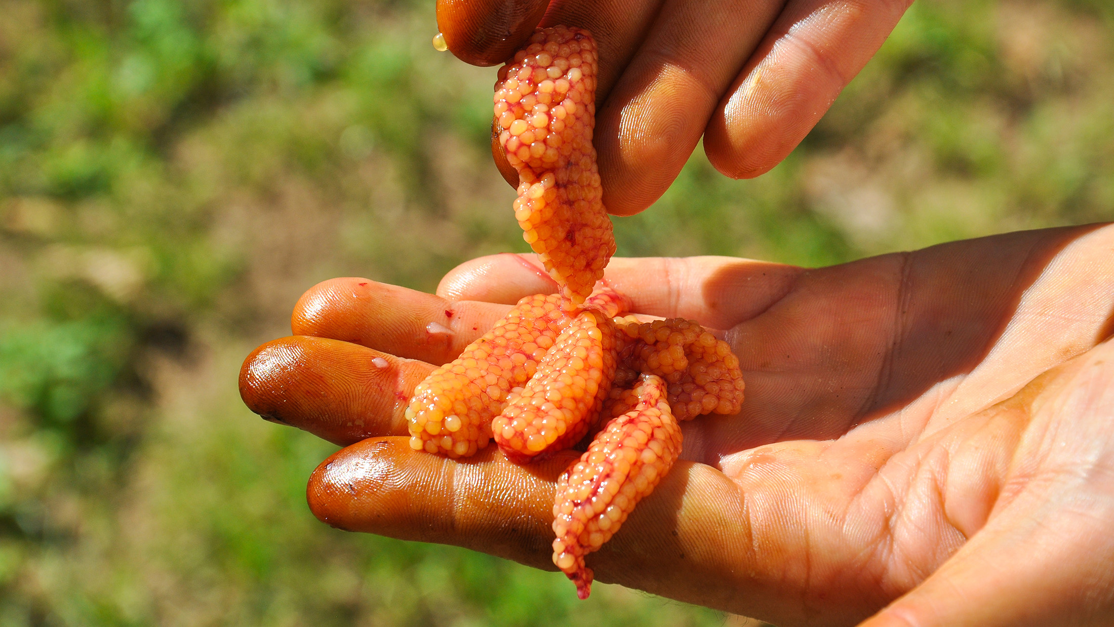 Curing Eggs for Salmon Fishing FishField