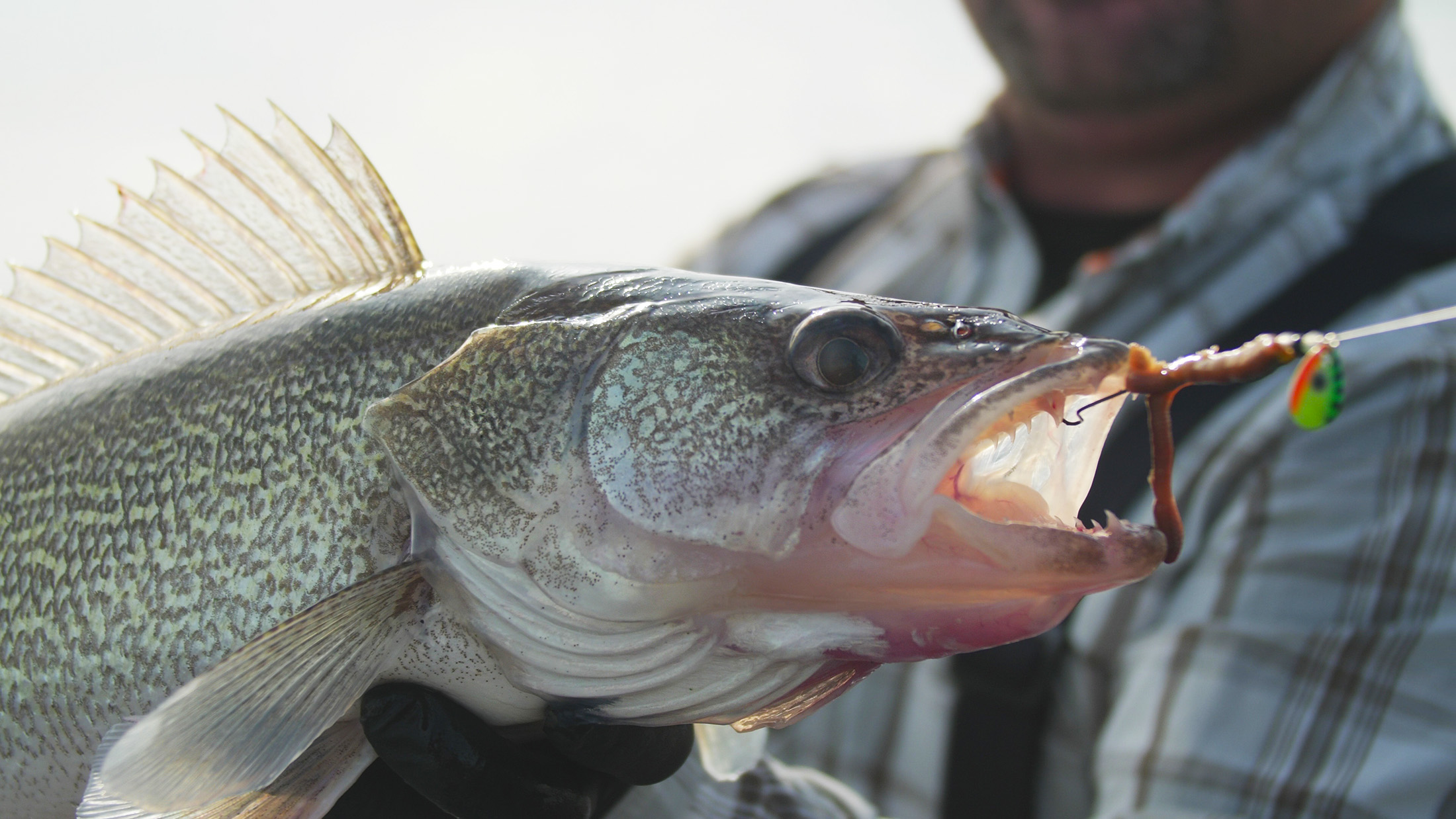 Walleye River Fishing FishField