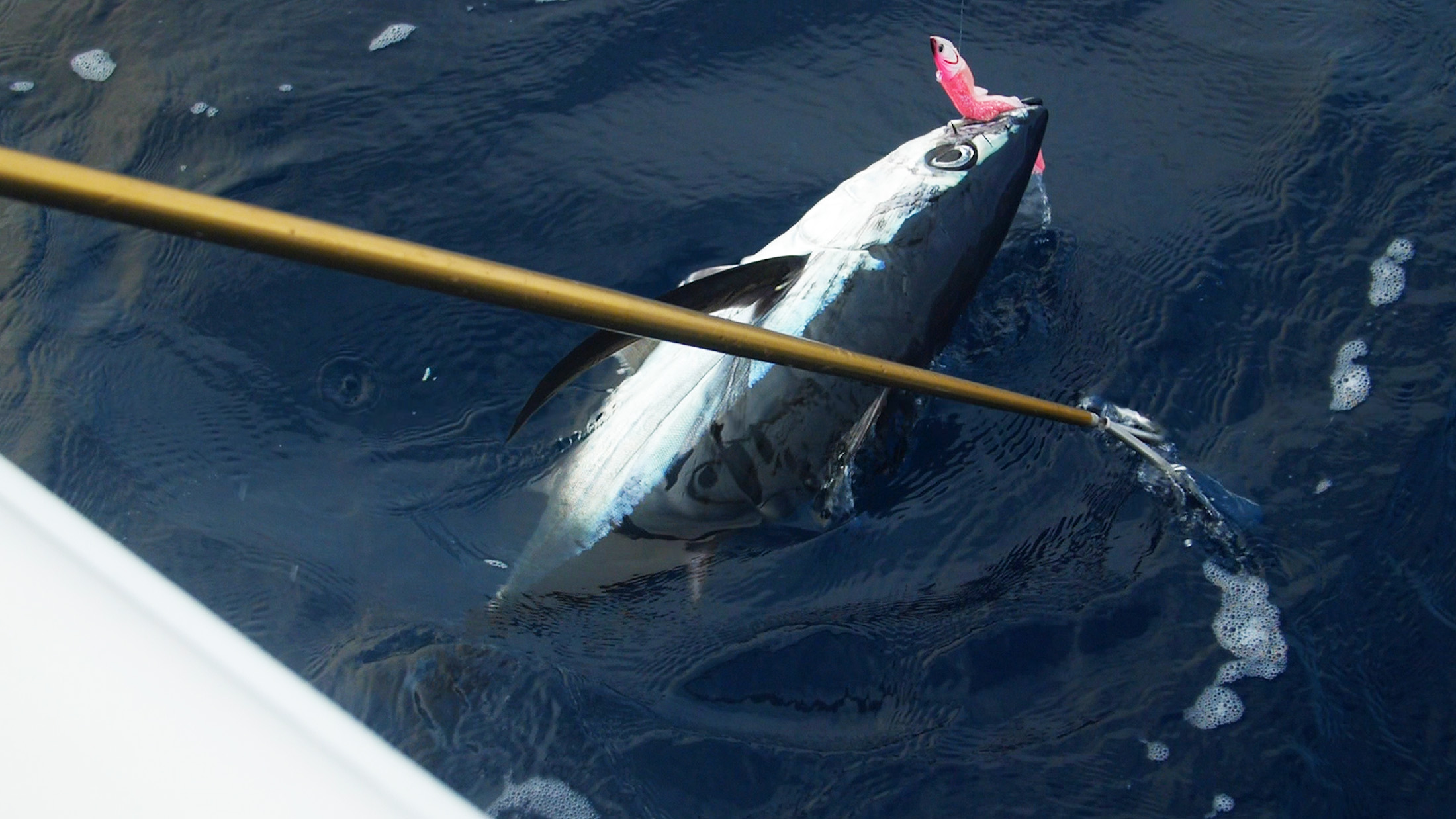 Albacore Tuna Lures & Accessories FishField